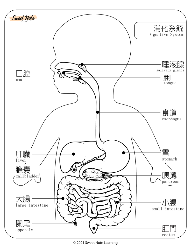 Chinese Digestive System STEAM